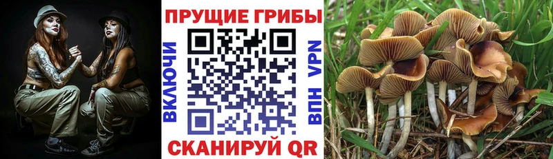 mega рабочий сайт  Красный Кут  Псилоцибиновые грибы мицелий  наркота 